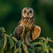 Short-eared Owl - Photo (c) Luciano Bernardes, some rights reserved (CC BY-NC), uploaded by Luciano Bernardes