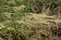 Phragmites karka
