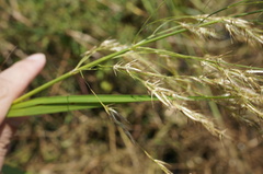 Phragmites karka