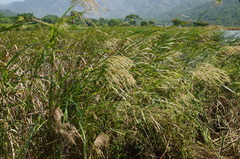 Phragmites karka
