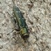 Agrilus decoloratus - Photo ללא זכויות יוצרים