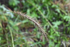 Elymus riparius