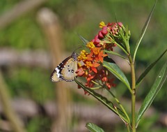 Danaus chrysippus bataviana