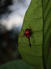 Paratrachelophorus nodicornis