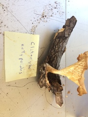 Pseudoarmillariella ectypoides