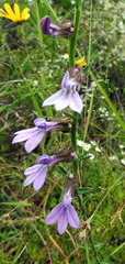 Lobelia brevifolia