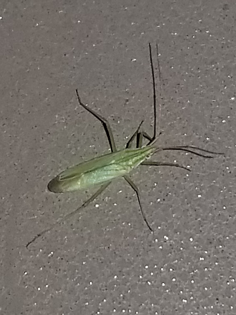 Trigonotylus americanus