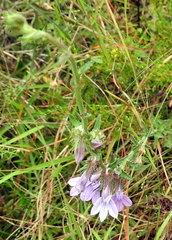 Lobelia brevifolia