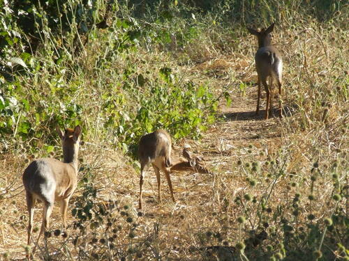 Thomas's Dik-dik