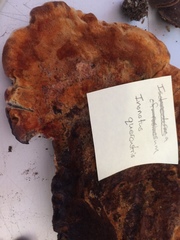 Inonotus quercustris