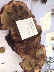 Inonotus quercustris