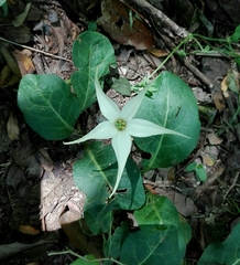 Jaborosa integrifolia
