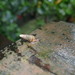 圓頂釘蝸牛 - Photo 由 大甘 所上傳的 (c) 大甘，保留部份權利CC BY-NC