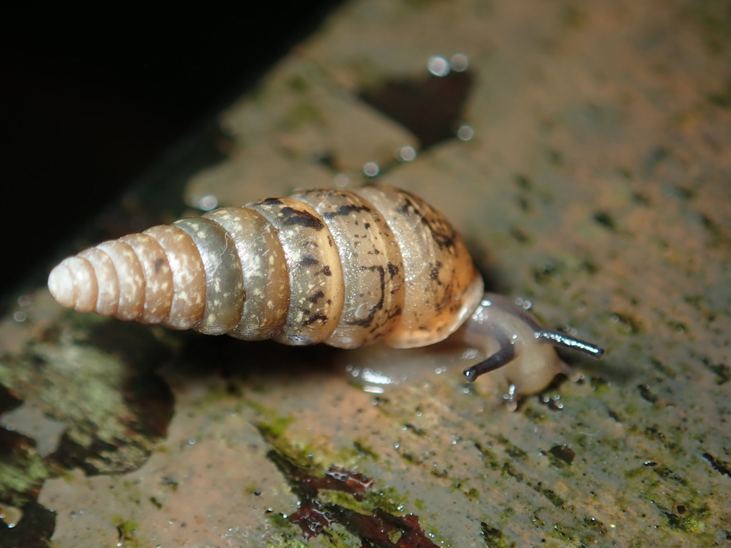 Pseudobuliminus incertus