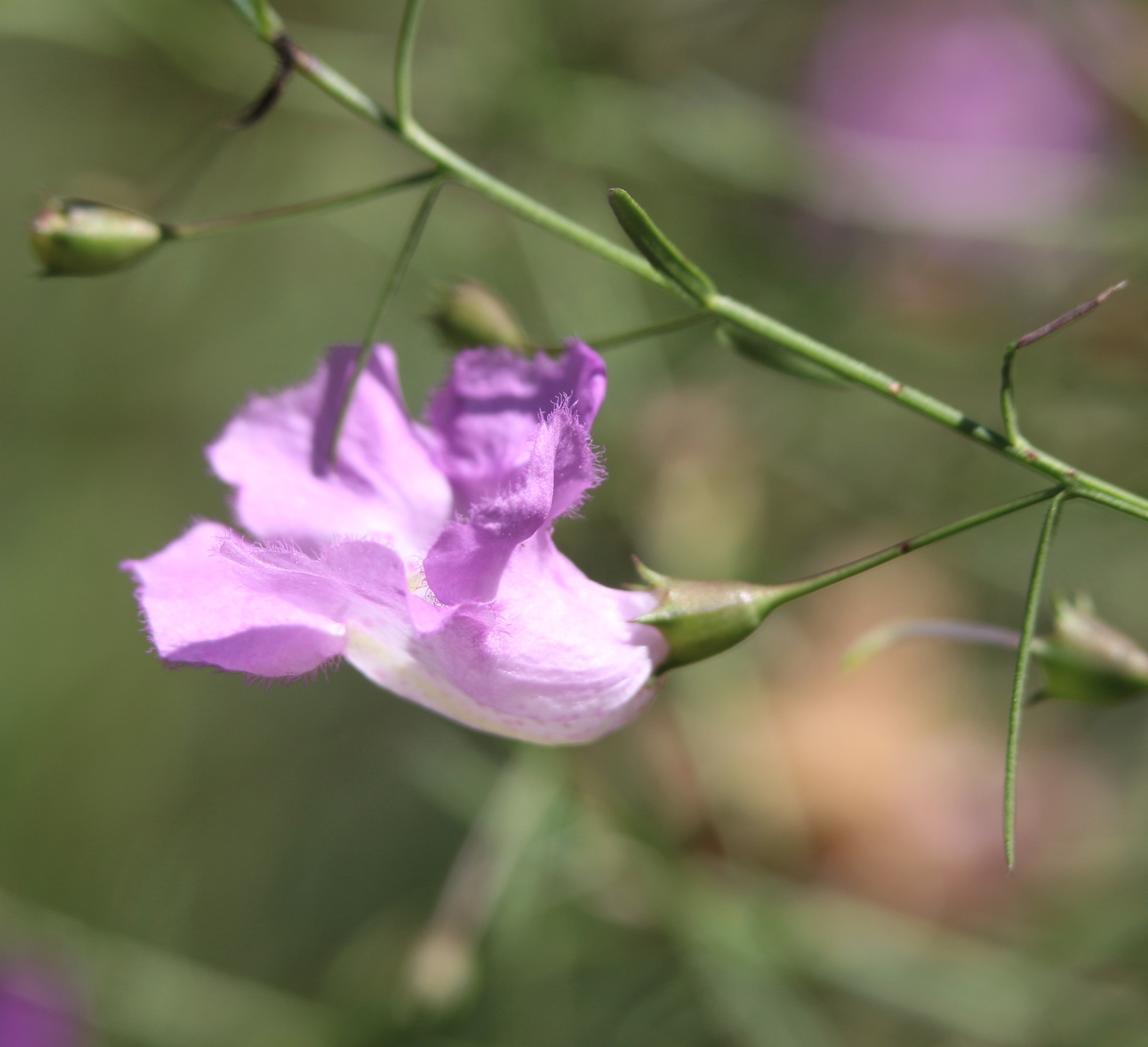 Agalinis strictifolia