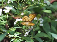 Cyrestis lutea doliones