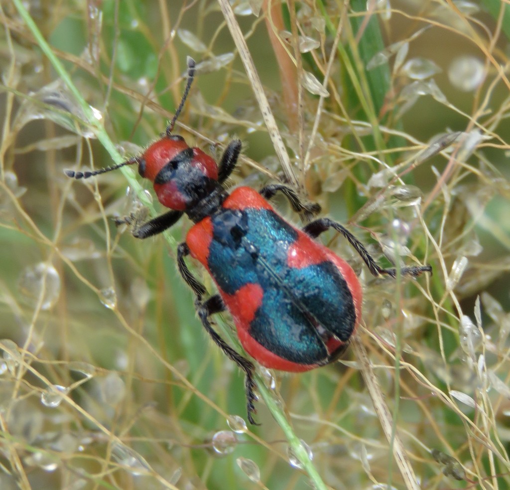 Aulicus