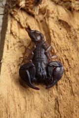 Euscorpius italicus