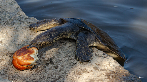 Nile Soft-shelled Turtle, Trionyx triunguis
