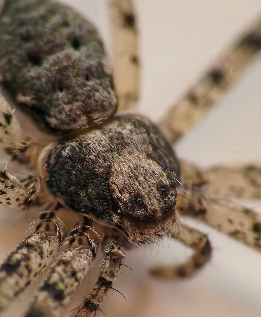 Philodromus vulgaris