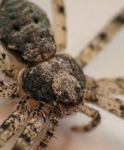 Eastern Running Crab Spider