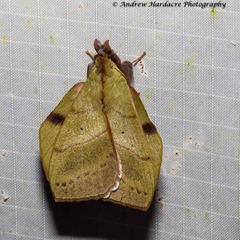 Radhica elisabethae