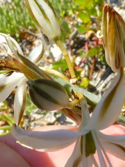 Chlorophytum triflorum