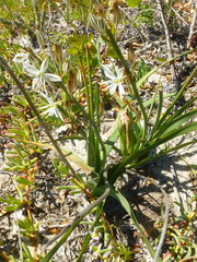 Chlorophytum triflorum