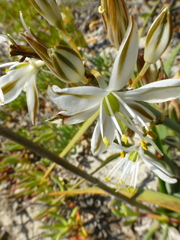 Chlorophytum triflorum