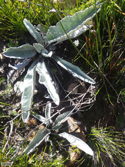 Hermas intermedia