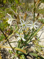 Chlorophytum triflorum