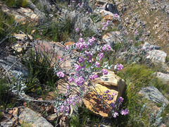 Podalyria hirsuta