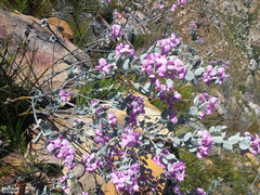 Podalyria hirsuta