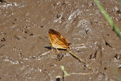 Cyrestis lutea doliones