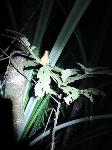 Image of Atractocarpus hirtus by (c) Matthew Borella, some rights reserved (CC BY)