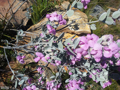 Podalyria hirsuta