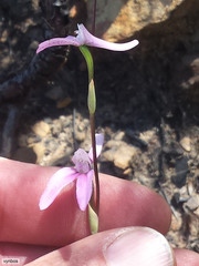 Disa bifida