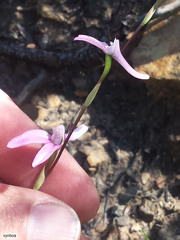 Disa bifida