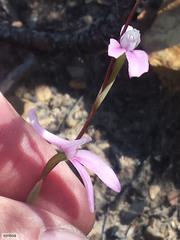 Disa bifida