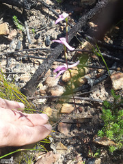 Disa bifida