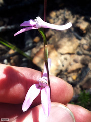 Disa bifida