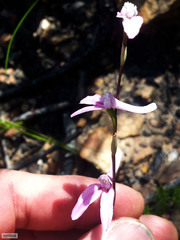 Disa bifida