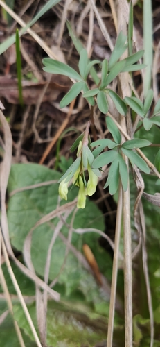 Corydalis angustifolia, photograph 1