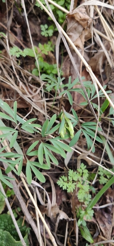 Corydalis angustifolia, photograph 2