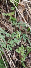 Corydalis angustifolia, photograph (c) Denis Ibaev, some rights reserved (CC BY)