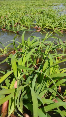 Image of Louisiella elephantipes by no rights reserved