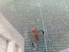 Leptoglossus gonagra