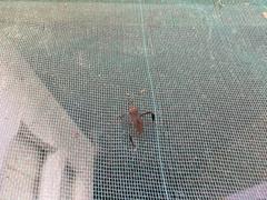 Leptoglossus gonagra