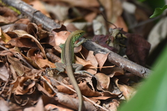 Rainbow Lizard photo 3