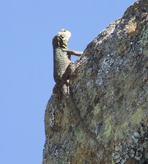 Stenocercus crassicaudatus